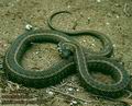 Natrix natrix DE: Ringelnatter UK: Grass snake Ringe Grassnake ES: Culebra de collar IT: biscia dal collare CZ: u�ovka obojkov� TR: Yari sucul yilan FR: Couleuvre a collier PL: Zaskroniec zwyczajny FI: Tarhak��rme
